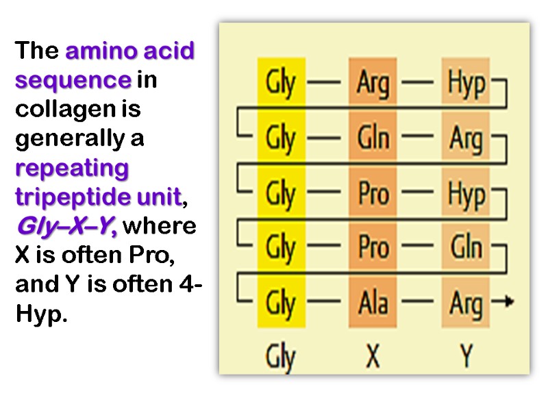 The amino acid sequence in collagen is generally a repeating tripeptide unit, Gly–X–Y, where